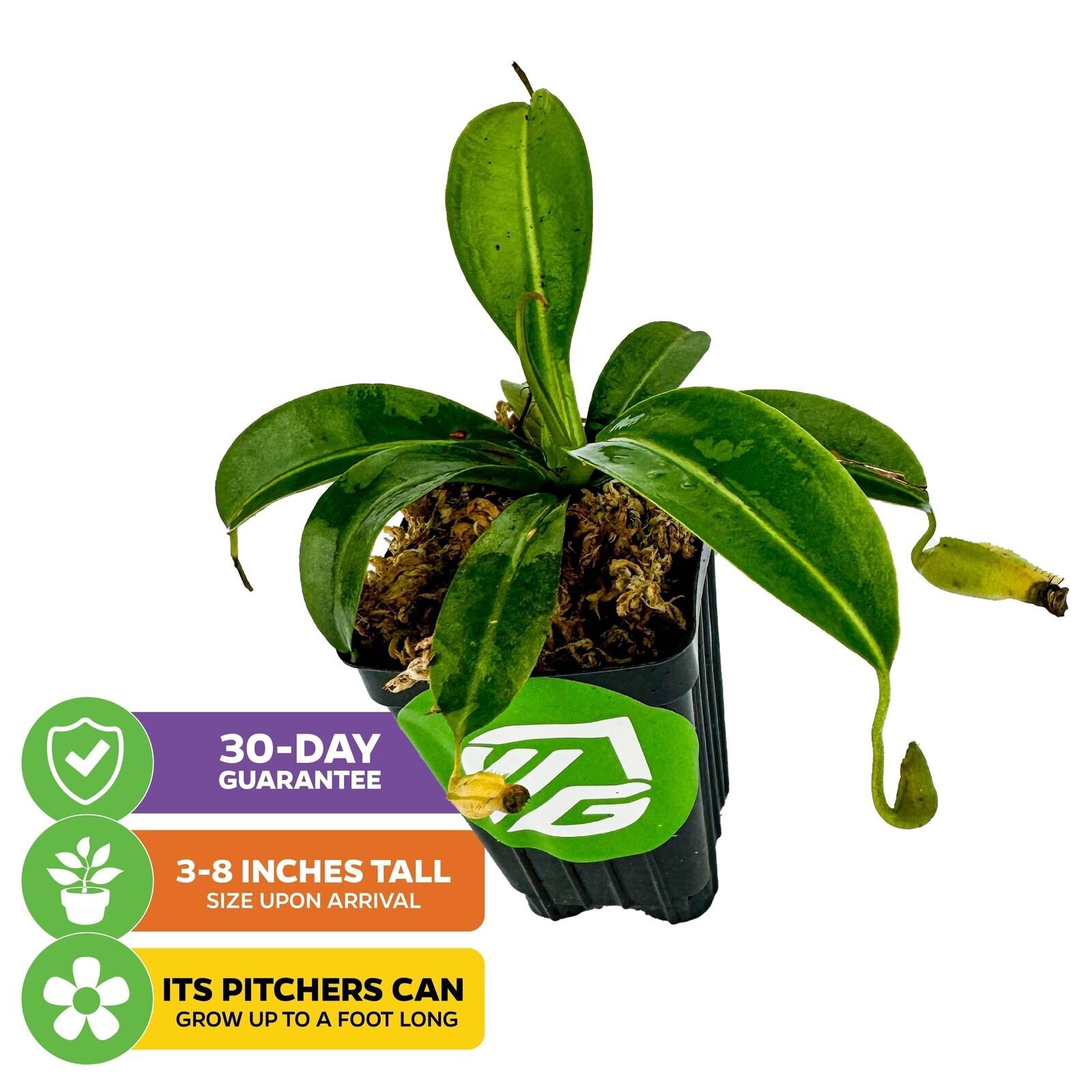 Miranda Carnivorous Pitcher Plant - Nepenthes miranda gallery