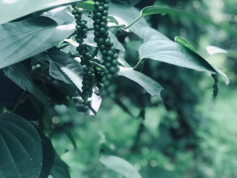 High quality ceylon Black pepper 100% best product gallery
