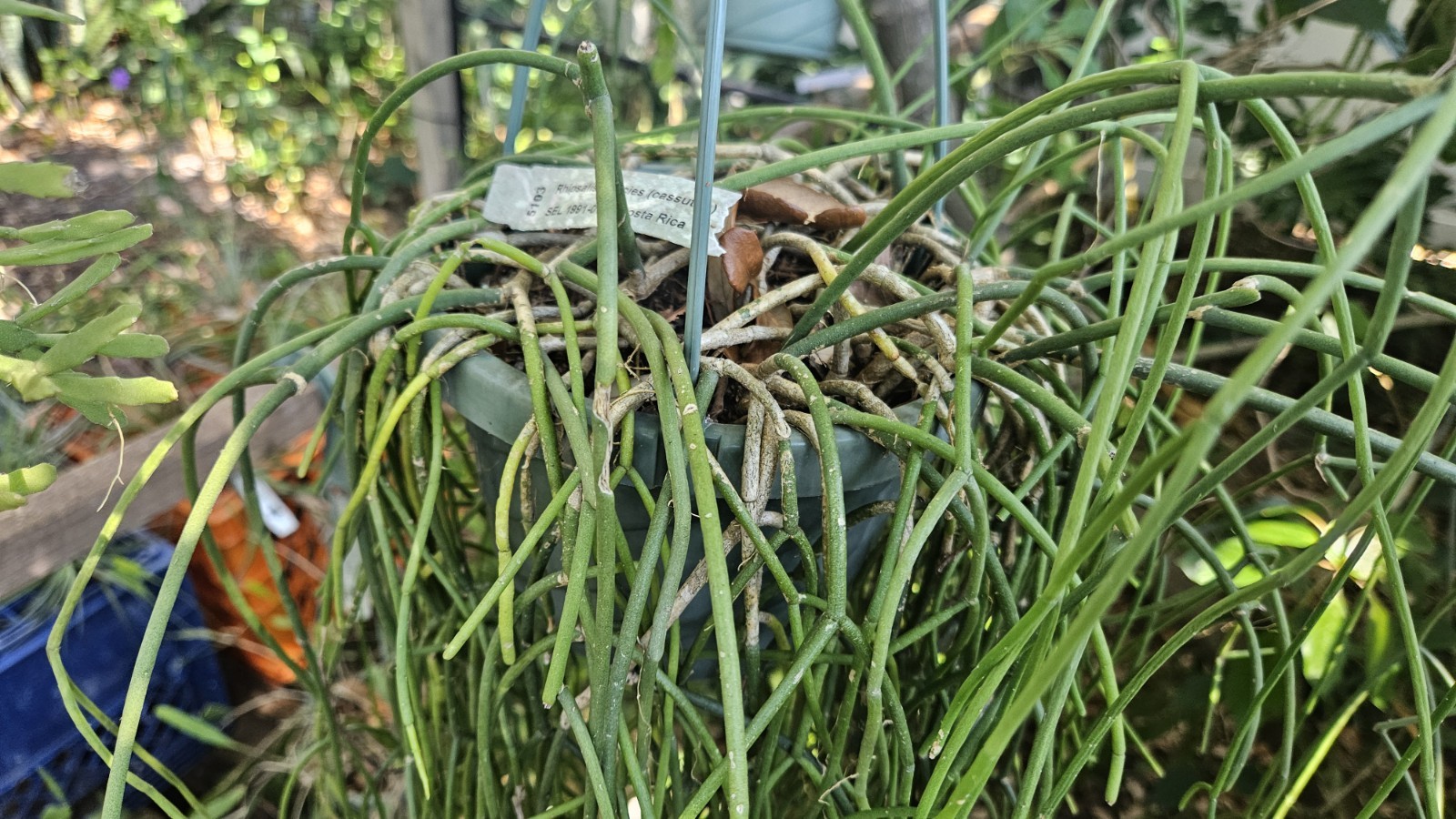 Rhipsalis cassutha-Selby Botanical Gardens-5 cuttings/5 inches each. gallery