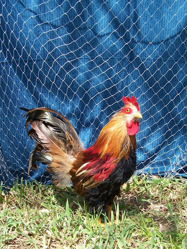 45' x 35' QUAIL NET POULTRY NETS GAME BIRD 45 LB. TEST CHICKEN NETTING 1" #208 gallery