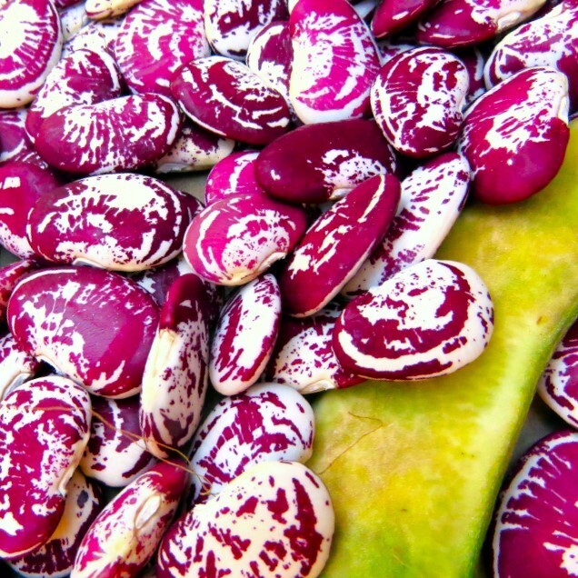 Christmas Pole Lima Bean Seeds | Heirloom Red Speckled Big Limas Beans Seed 2025 gallery