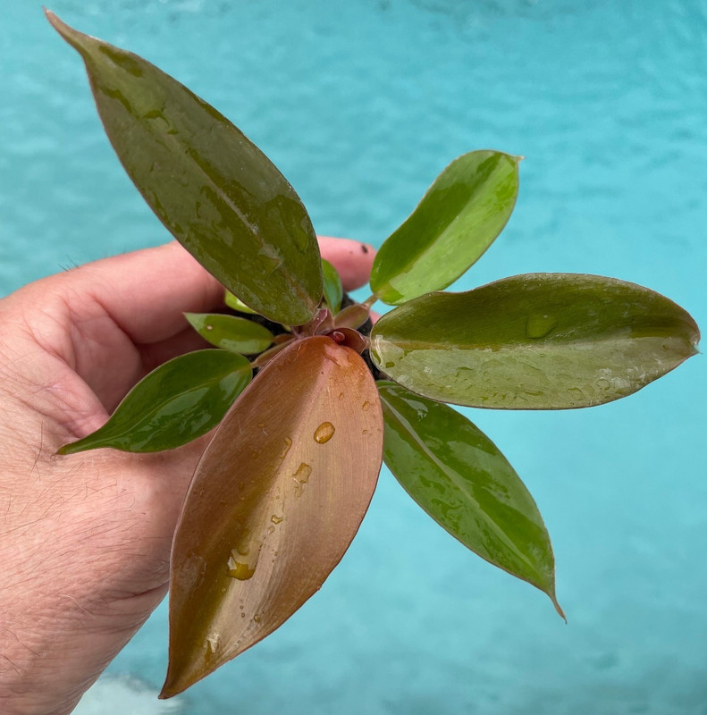 Philodendron Red Sun 3 Pack Starter Plants Live Rare Aroid Houseplant Gift gallery