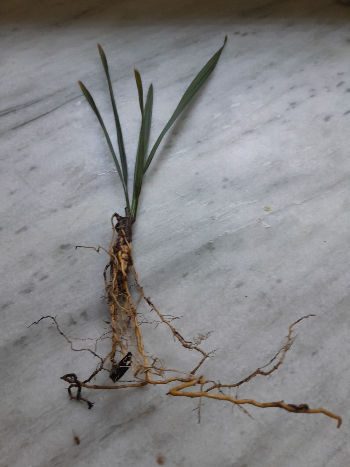 3 Year Old Sabal Palm Tree gallery