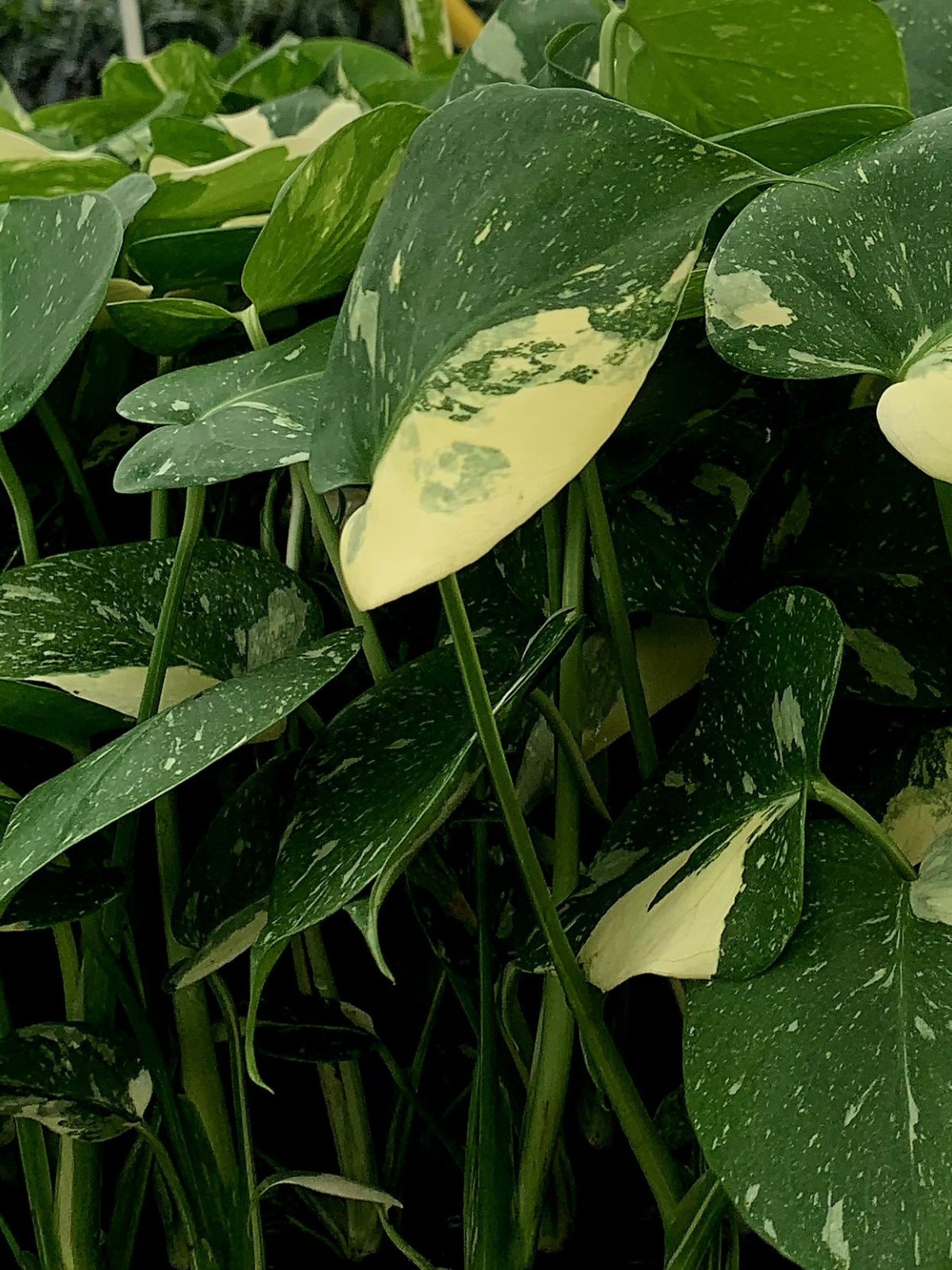 Live Monstera Thai constellation Starter Plant $26.95 gallery