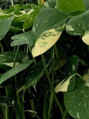 Live Monstera Thai constellation Starter Plant $26.95