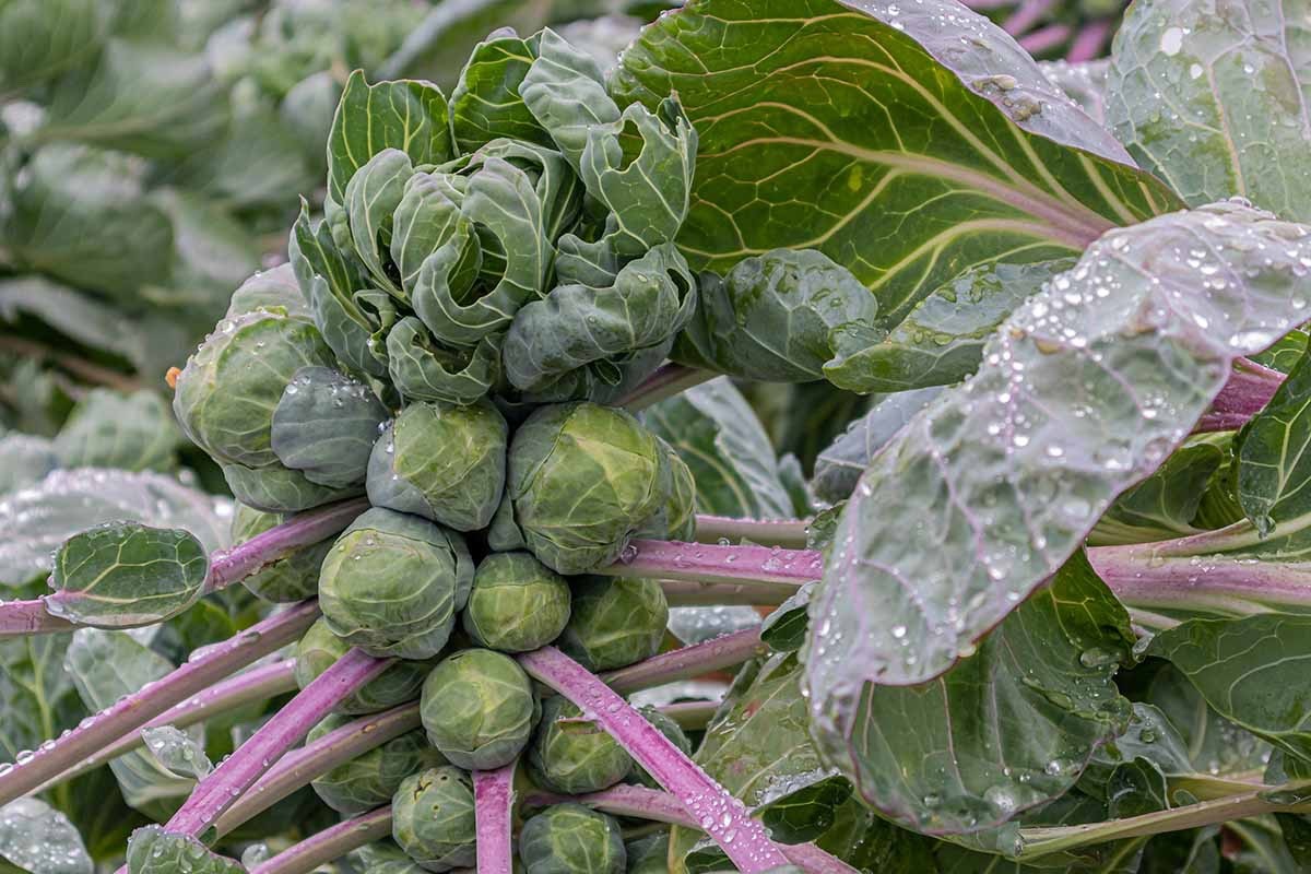 Long Island Improved Brussels Sprouts Heirloom Seeds - Non GMO - 250 Seeds gallery