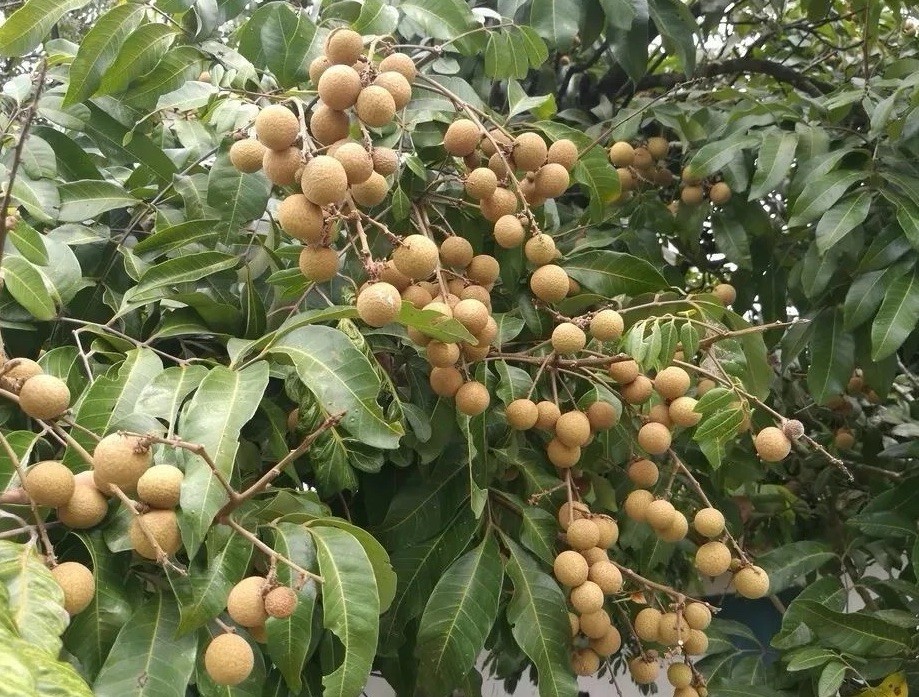 Longan Tree Dimocarpus Dragon Eye 8” With Pot Seedling Tropical Fruit Live Plant gallery