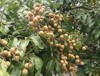 Longan Tree Dimocarpus Dragon Eye Tree 8” Live Plant Tropical Fruit gallery