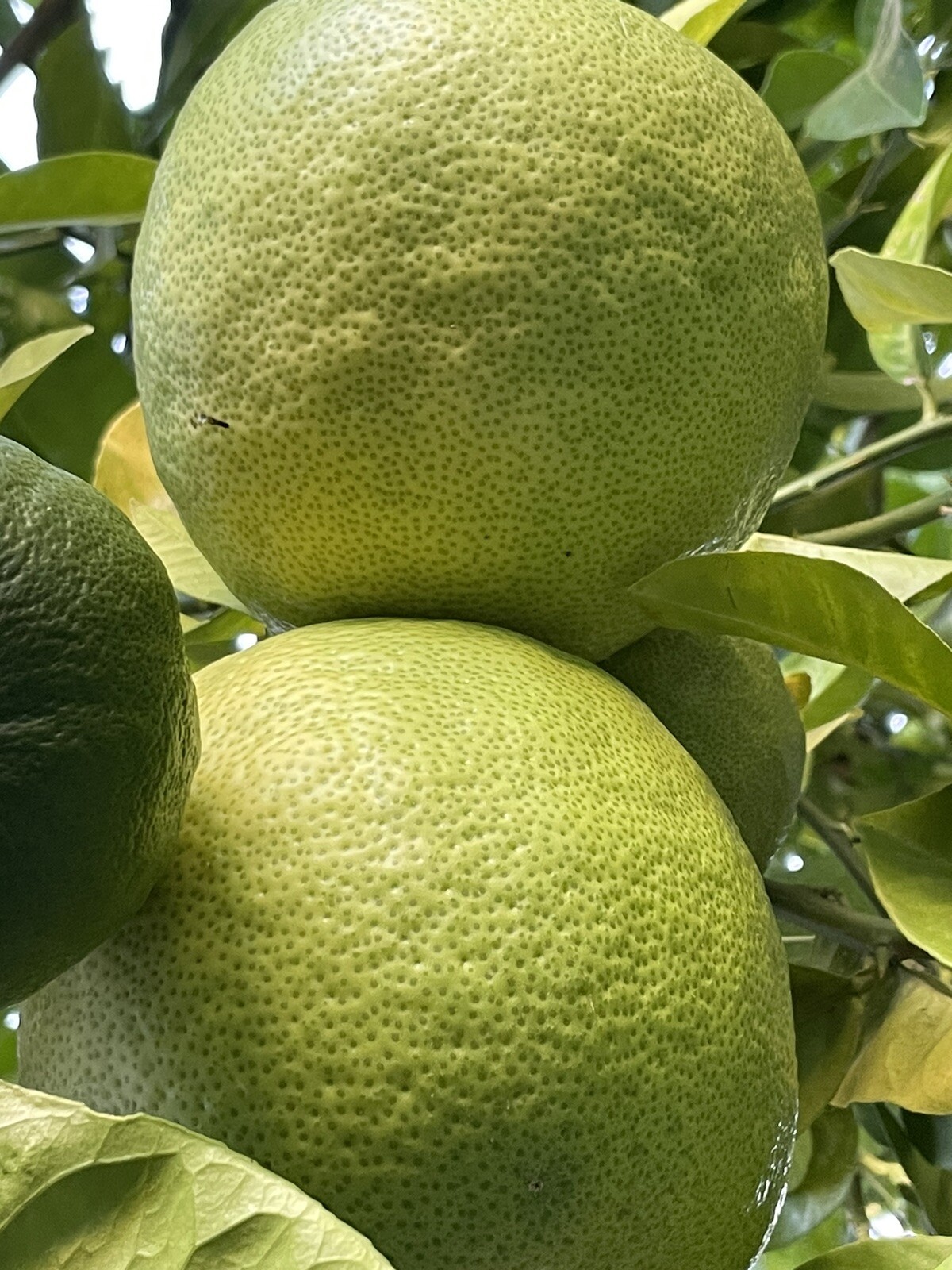 20 Seeds Giant Lemon Fruit World Largest Giant Ponderosa For Planting gallery
