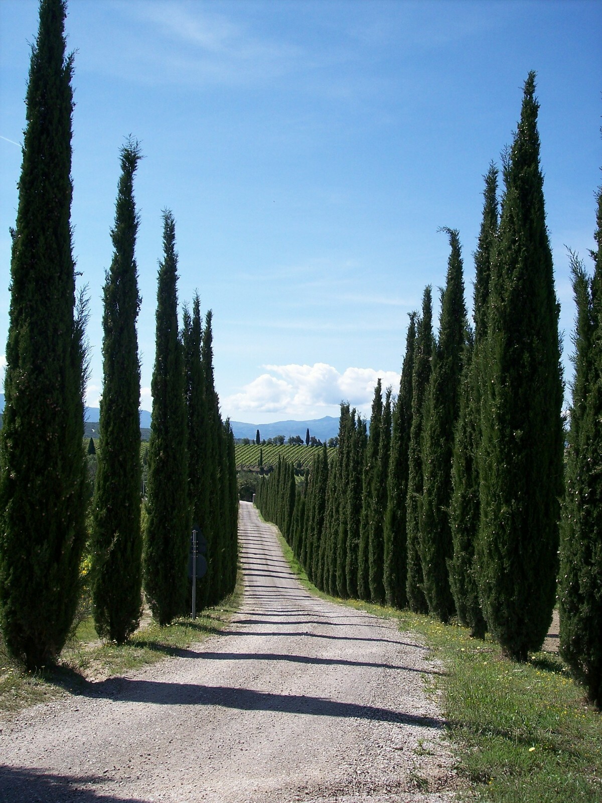 Landscapers Select! Italian Cypress Cupressus sempervirens srtricta 200 seeds gallery