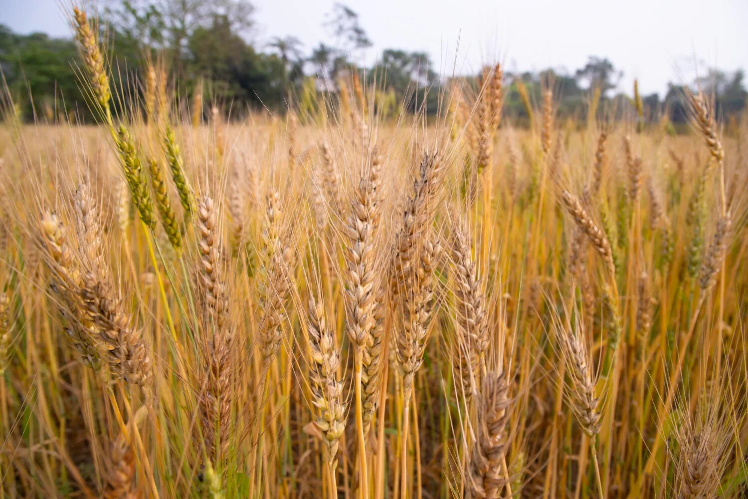 Barley Seeds (200) / ORGANIC / FLORIDA GROWN / CEREAL GRAIN gallery