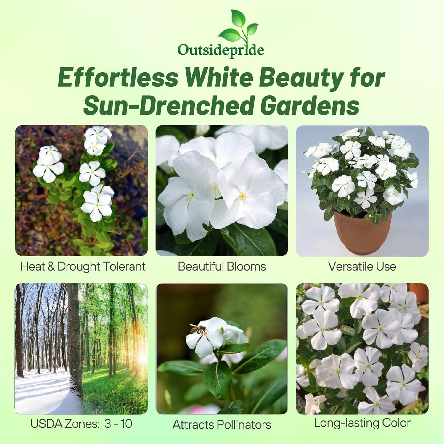2000 Seeds Drought Tolerant Periwinkle Vinca Rosea White Ground Cover Plant Seed gallery