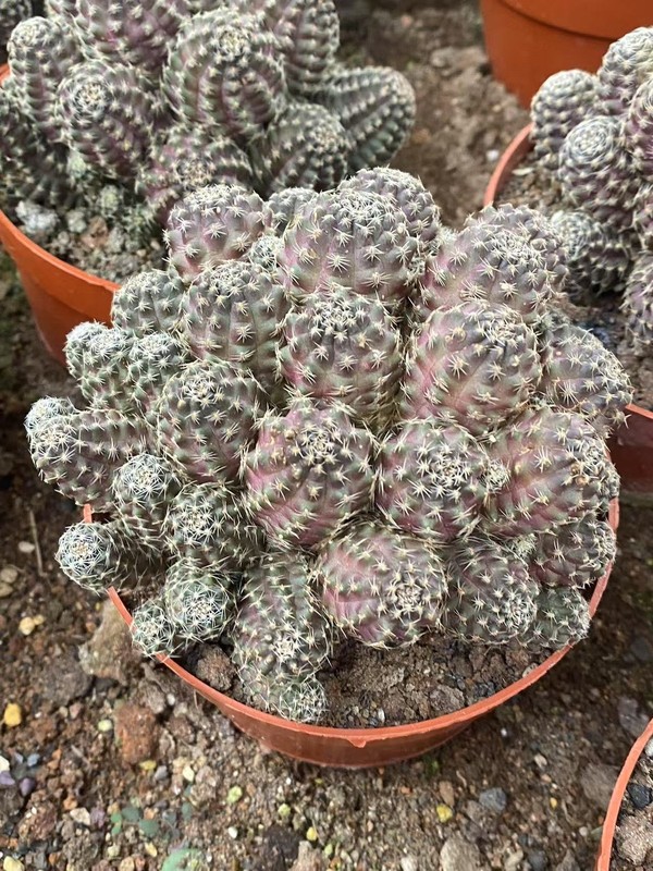 Multi-Head Mediolobic Succulent Cactus Plant Beautiful 7-10CM gallery