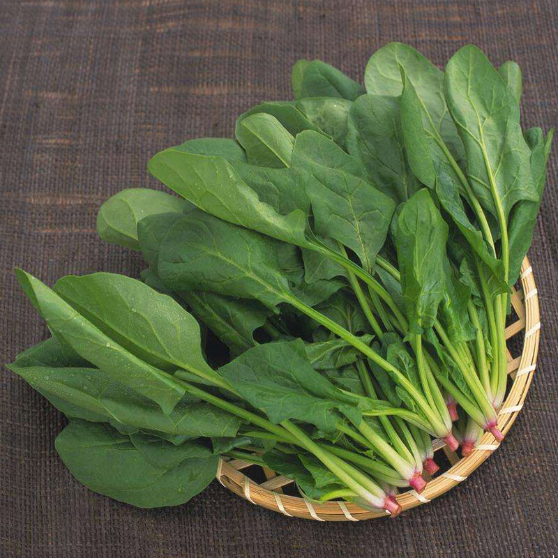 200+Seeds Big round leaf spinach Giant Noble spinach Persia vegetable USA gallery