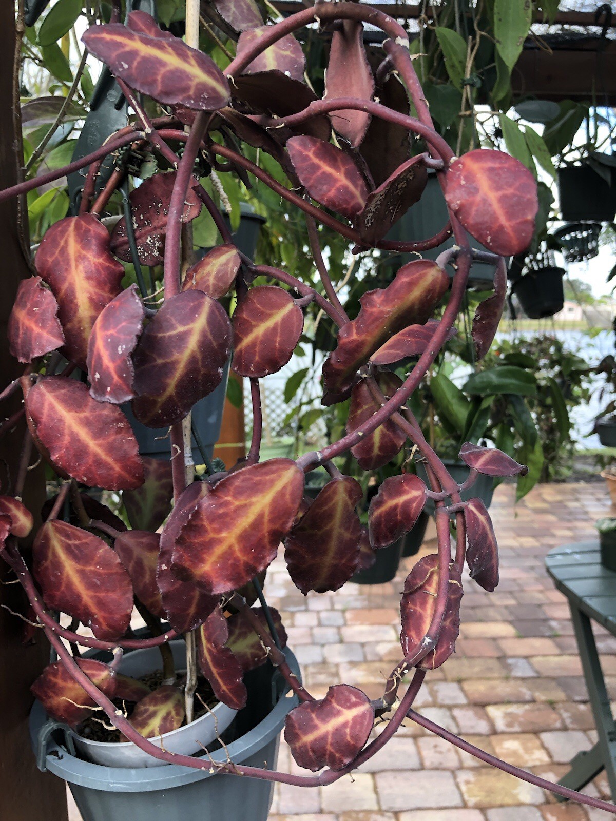 HOYA WAYMANIAE BORNEO (ROOTED PLANT) gallery