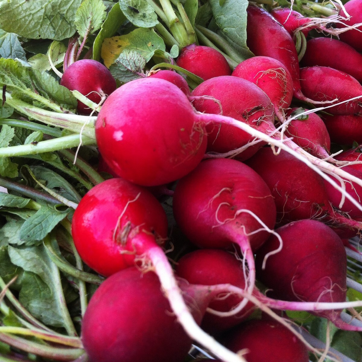 Champion Radish Seeds, NON-GMO, Fast Harvest, Variety Sizes, FREE SHIP gallery
