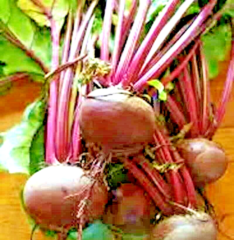 200+ DETROIT BEET SEEDS SPRING GARDEN BEETROOT NON-GMO VEGETABLE HEIRLOOM USA gallery