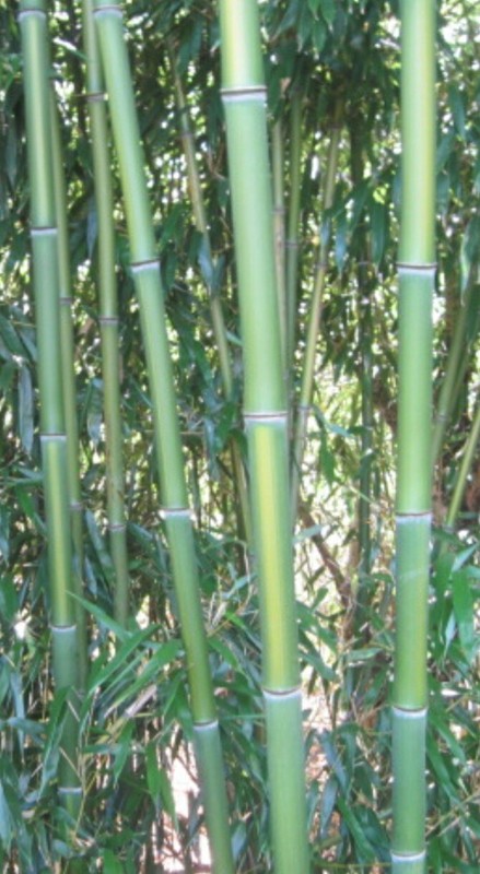 Bamboo Red Margin Phyllostachys Rubromarginata Bare Root Plant Rhizome Privacy gallery