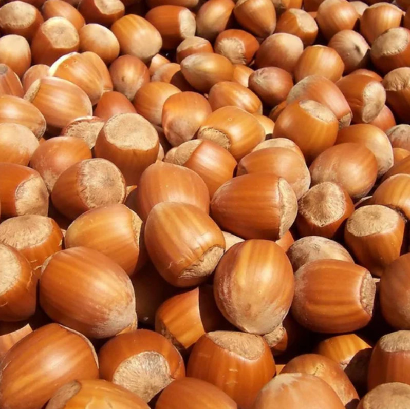 Live American Hazelnut Tree, 3 Gal Pot, 2–3 ft Tall, No Ship CA, HI, PR, GU, AK gallery
