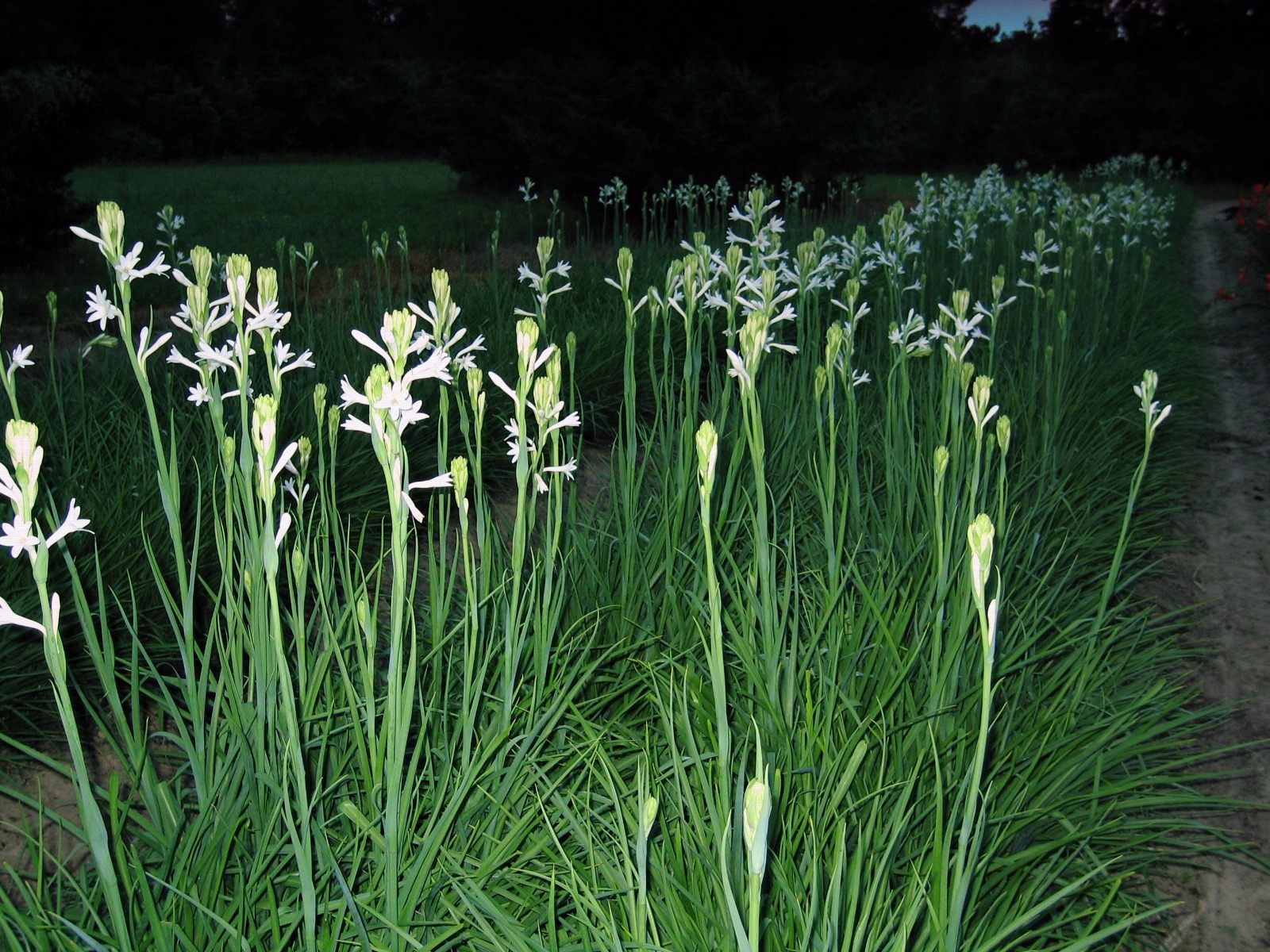 Tuberose single Mexican 10 bloom size bulbs FREGRANT - Polianthus gallery