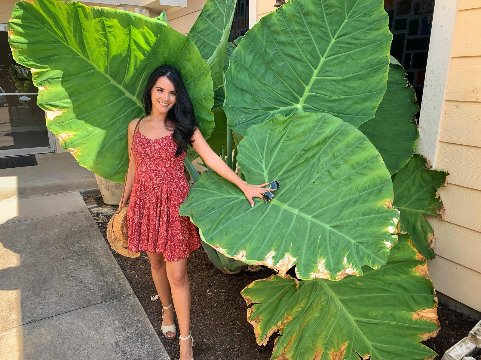 2-Pack Giant Elephant Ear Colocasia Bulbs - Tropical Plant for Lush Garden Grow gallery
