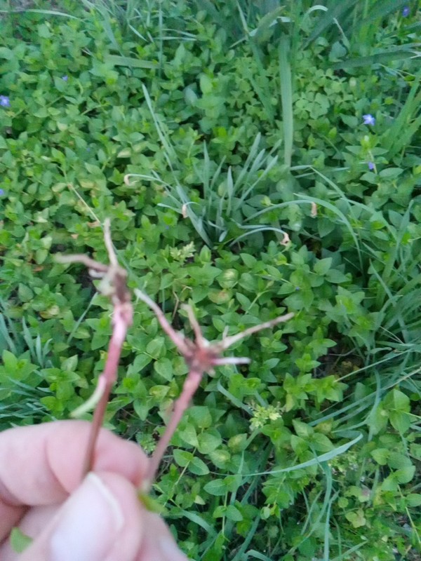 20 Vining Periwinkle ( Vinca major)-- Live Bare Root Plants Ready To Plant gallery