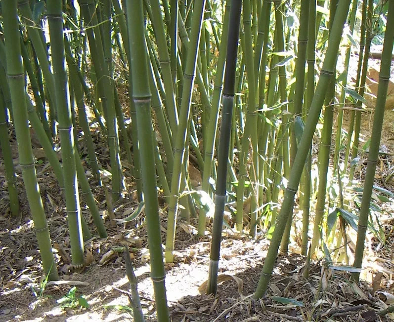 100 Bissetii Bamboo Seeds | Privacy Climbing Garden Seeds | Fast Growing Screen gallery