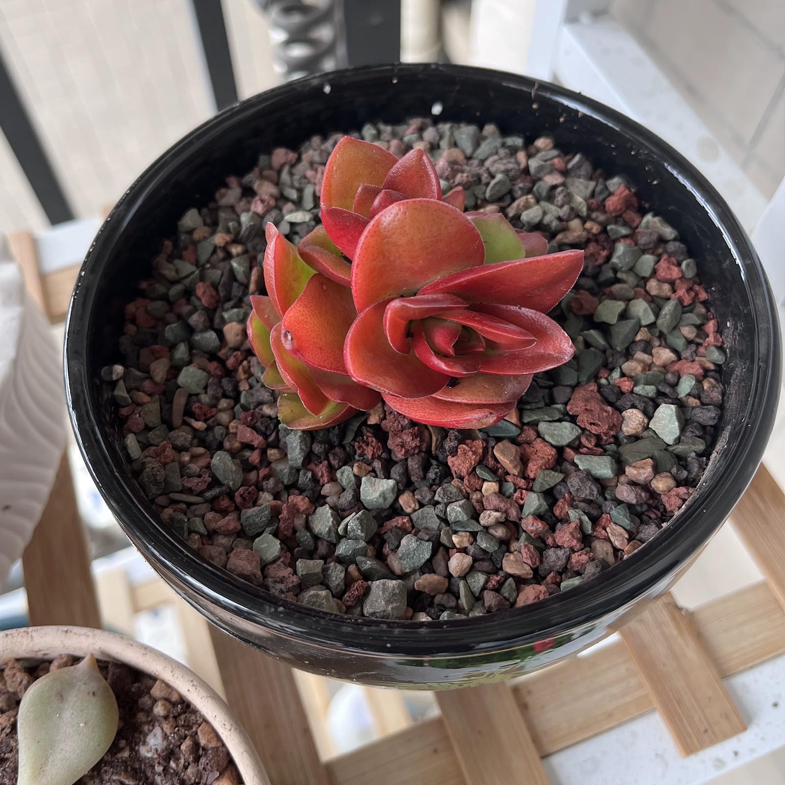 5 lbs Succulent Cactus Soil Potting Mix1/4"Pumice Pebbles Mix Horticultural Rock gallery