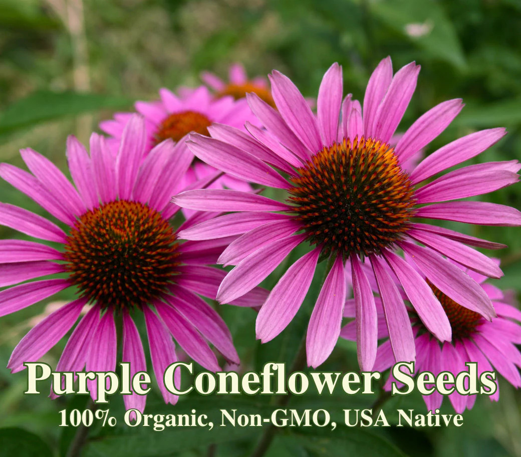 Purple Coneflower Seeds - USA Native Flower - Echinacea purpurea - Protect Unite gallery