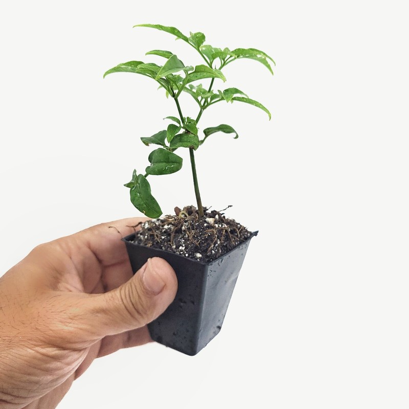 Jasminum Polyanthum Fragrant Mini Starter Plant 2" Pot (California Seller) gallery