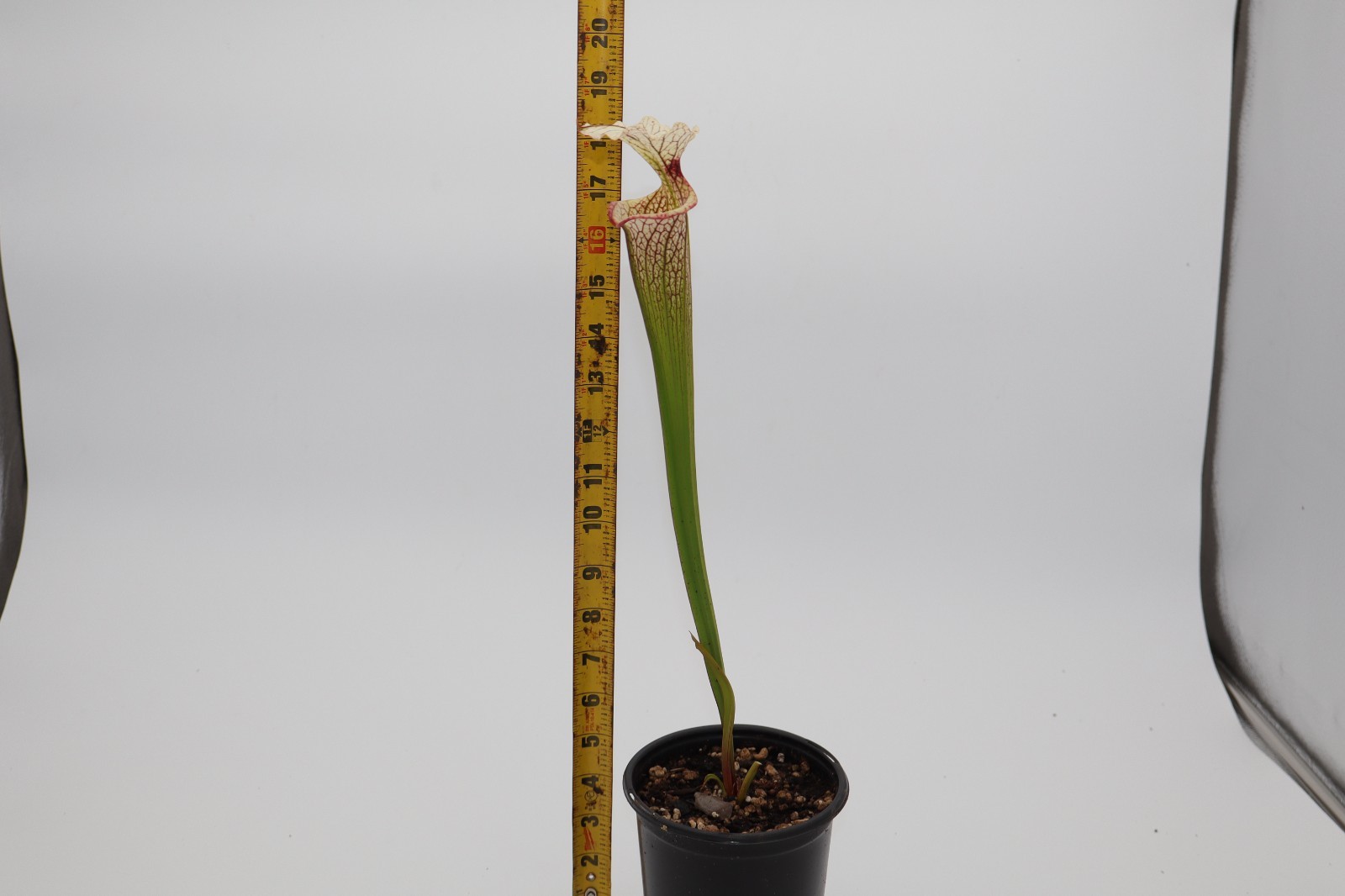 Sarracenia - "Pixie Stick" gallery