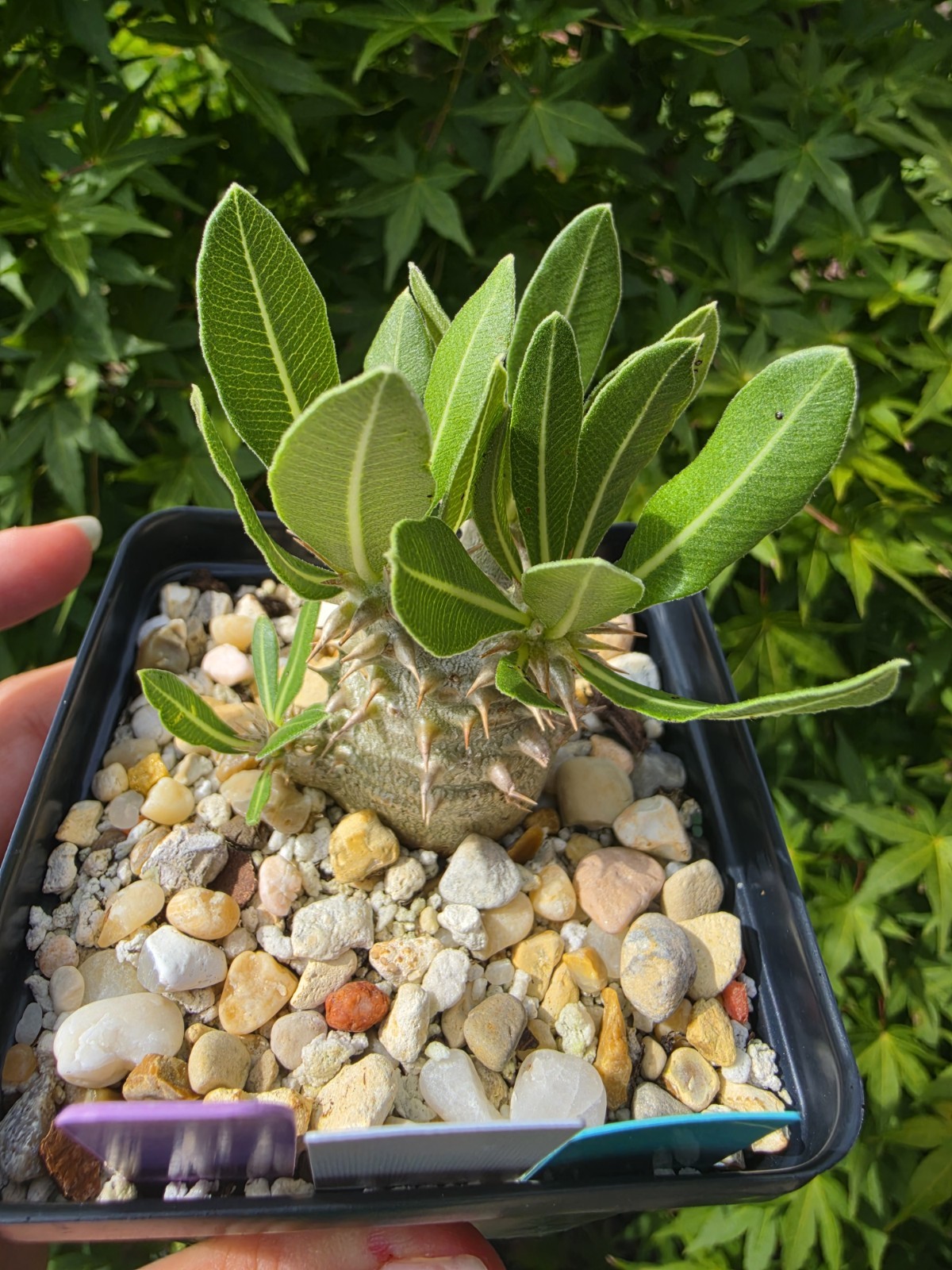Pachypodium Densiflorum Live Plant 4 In Pot gallery