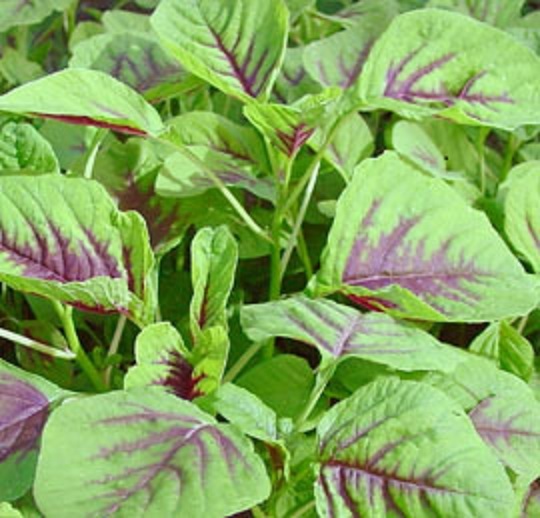 Green / Red Amaranth Seeds Authentic Chinese Spinach Yin Cho Callaloo Editable gallery