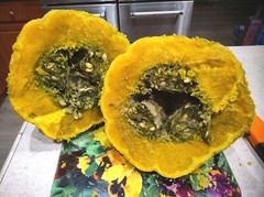 Organic Mexican Hardshell Squash 15 Seeds- Calabaza Mexicana, 15 Semillas