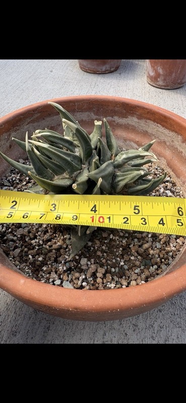 A. Trigonus gallery