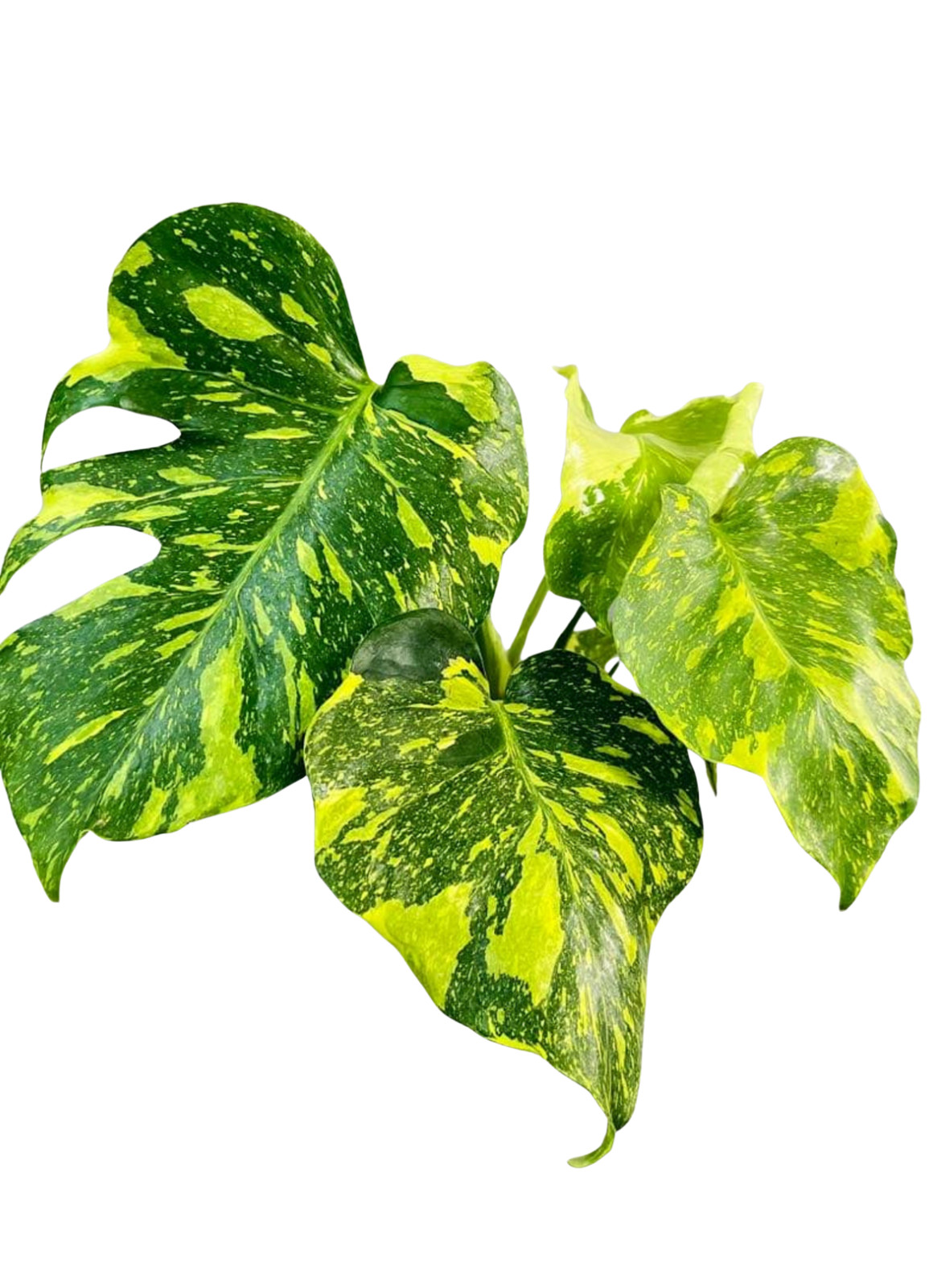 Monstera Electro Light Tissue Culture Plantlet | Rare Variegated Monstera TC Sta gallery