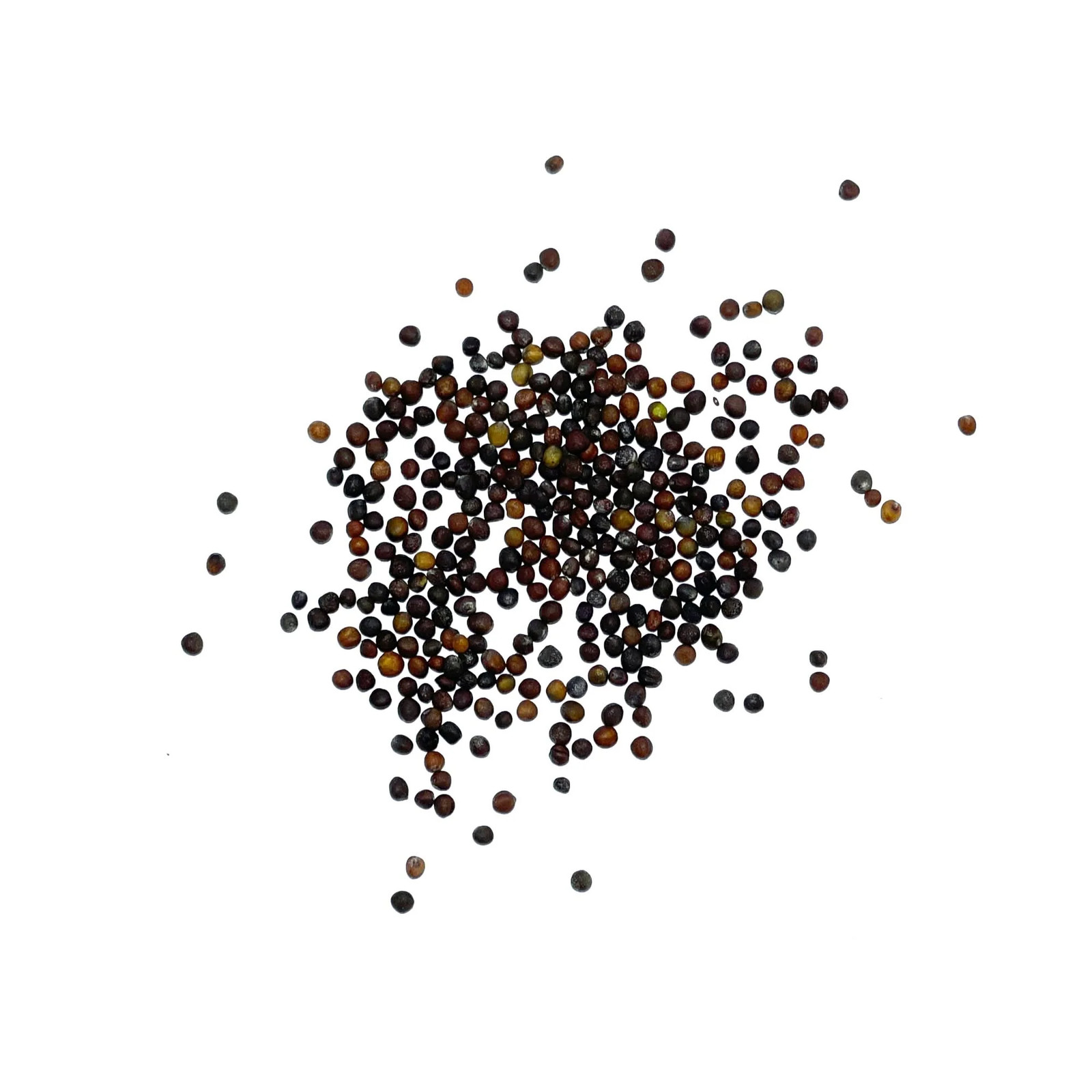 Copenhagen Market Cabbage Seeds For Planting (Brassica oleracea) gallery