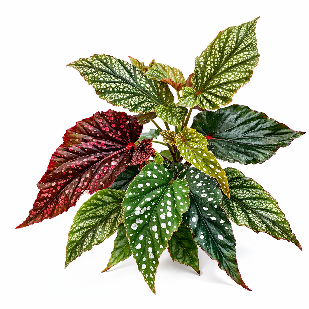 Angel Wing Begonia Assorted Starter Plant Bundle Pack of 5 Live House Plants gallery