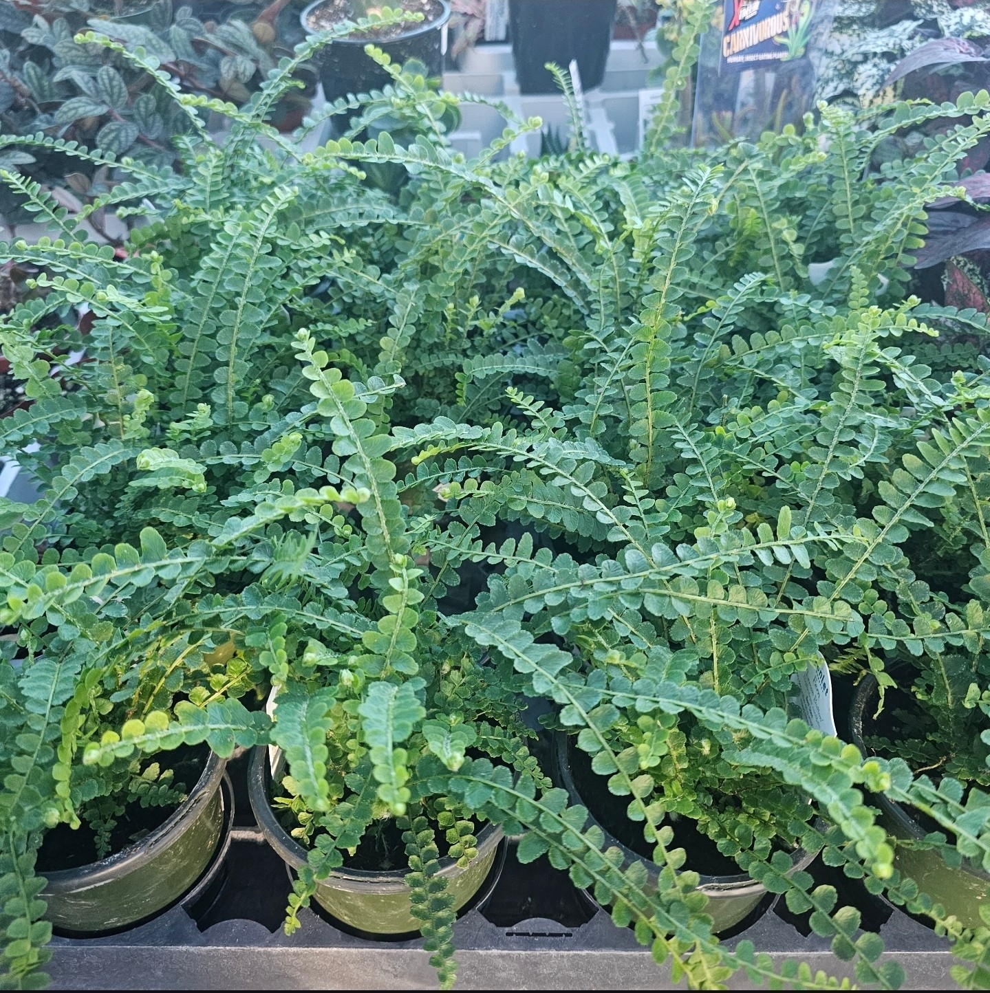 Lemon button fern | Nephrolepis cordifolia "Duffii"| 4in pot gallery