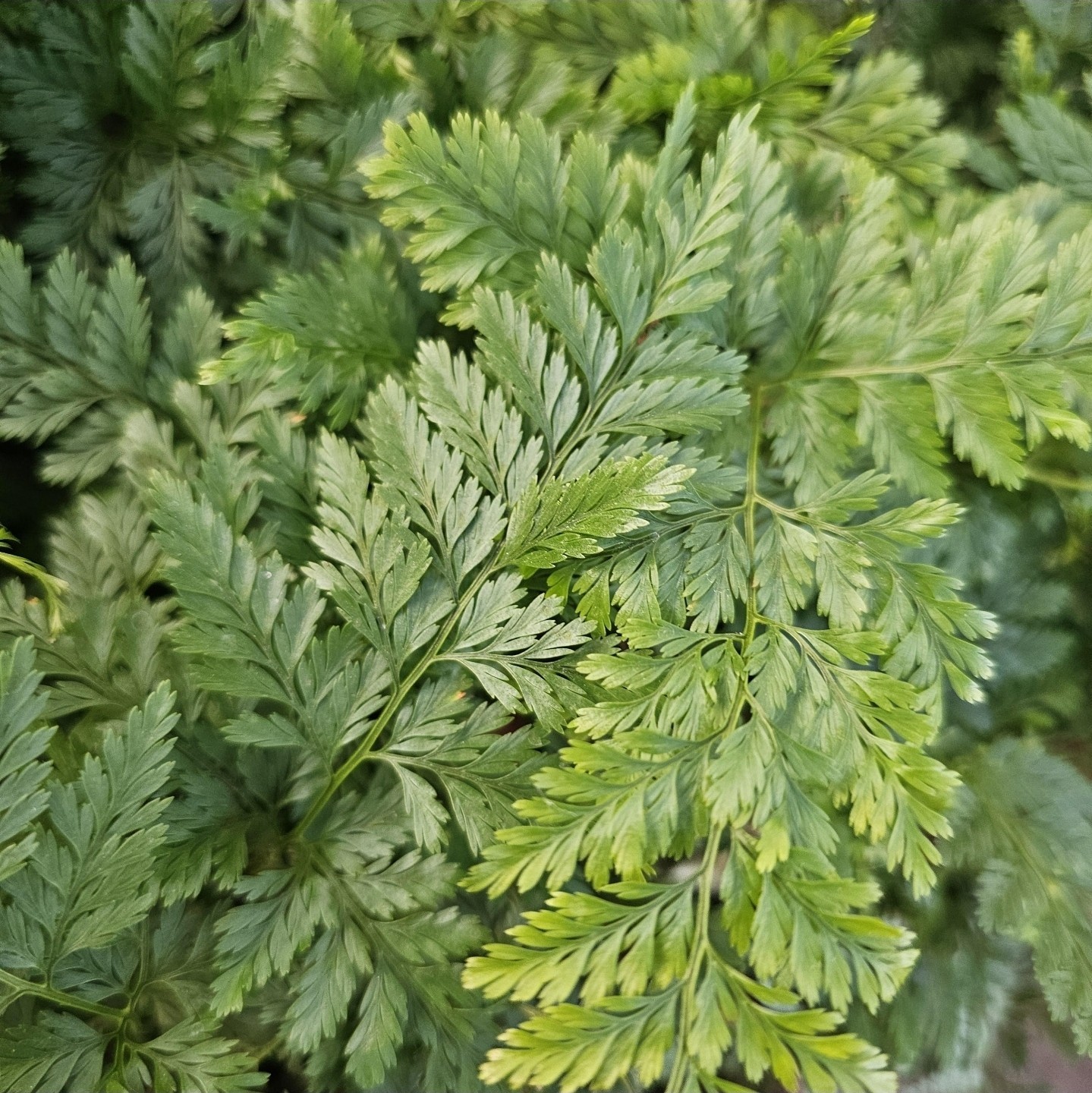 Rabbit's Foot Fern, Footed Rabbit 4 inch Pot, Davallia canariensis fejeensis, De gallery