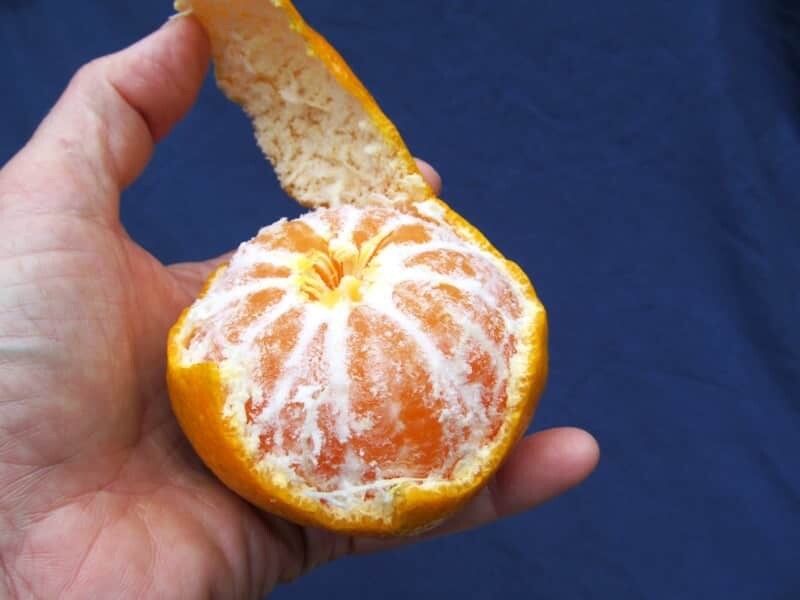 One Brown Select Satsuma Mandarin Tree, 1-2 feet tal, No Ship Az, Ca, Fl, La, Tx gallery