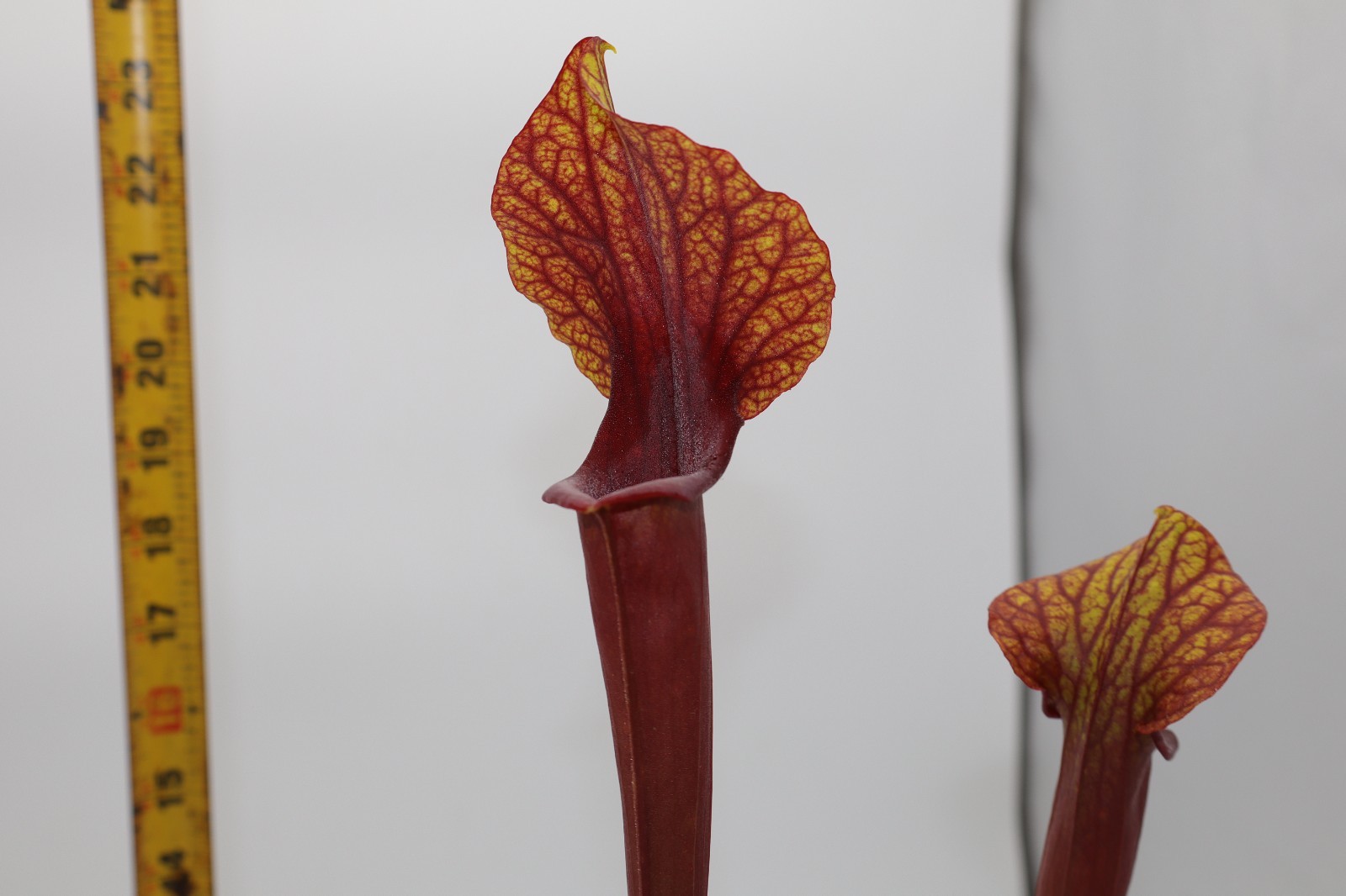 Sarracenia - NOID - Fancy pants!! gallery