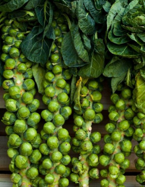 Brussel Sprouts LONG ISLAND IMPROVED Compact Most Popular Non-GMO 500 Seeds! gallery