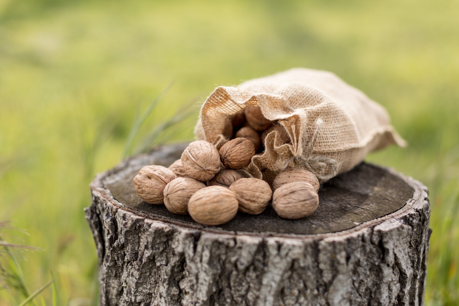 RAW UNBLEACHED In-Shell Walnut~California Grown~2025 CROP~WHOLE 2 POUNDS ORGANIC gallery