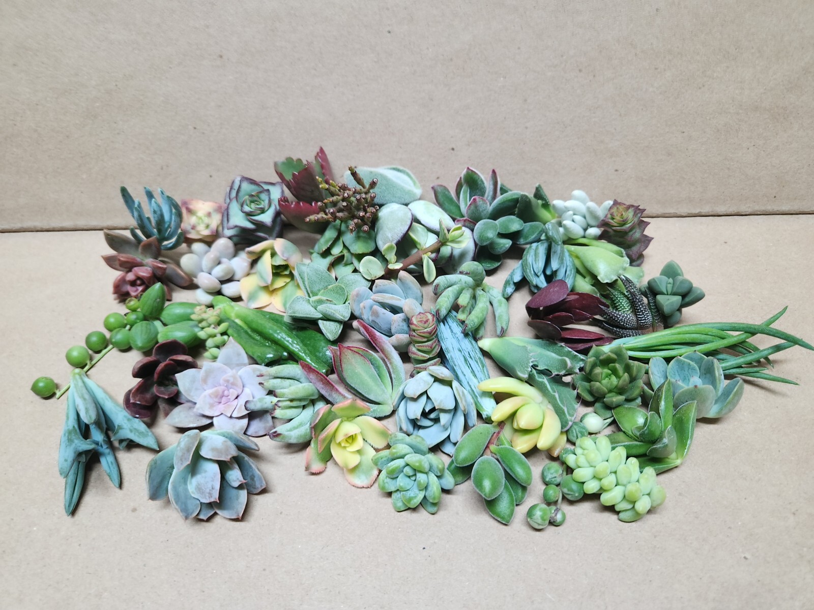 25 assorted succulent cuttings 50 varieties gallery