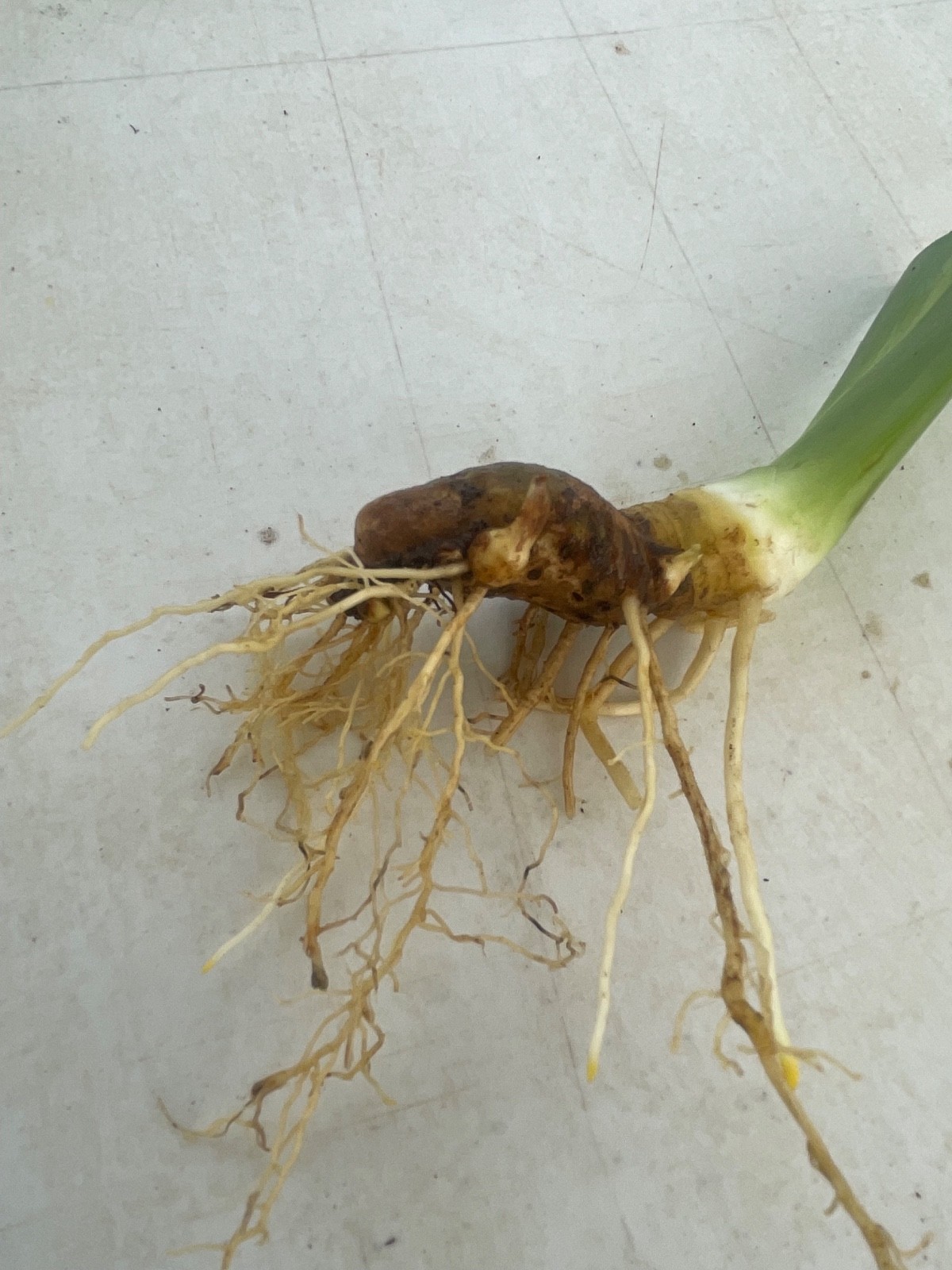 10 Fresh Dug Iris Rhizomes – Mixed Colors & Varieties gallery
