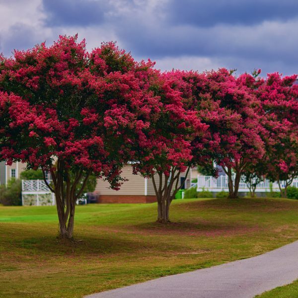 Tonto Fuchsia-Red Crape Myrtle Tree - Live Plant - ( 1 QT ) gallery