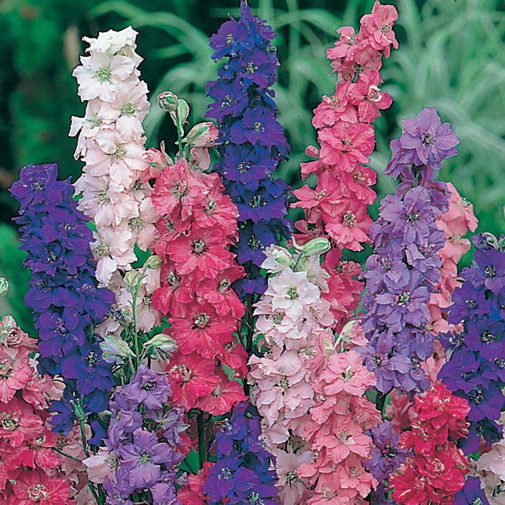 Imperial Rocket Larkspur Mix, Delphinium consolida, Variety Sizes, FREE SHIPPING gallery