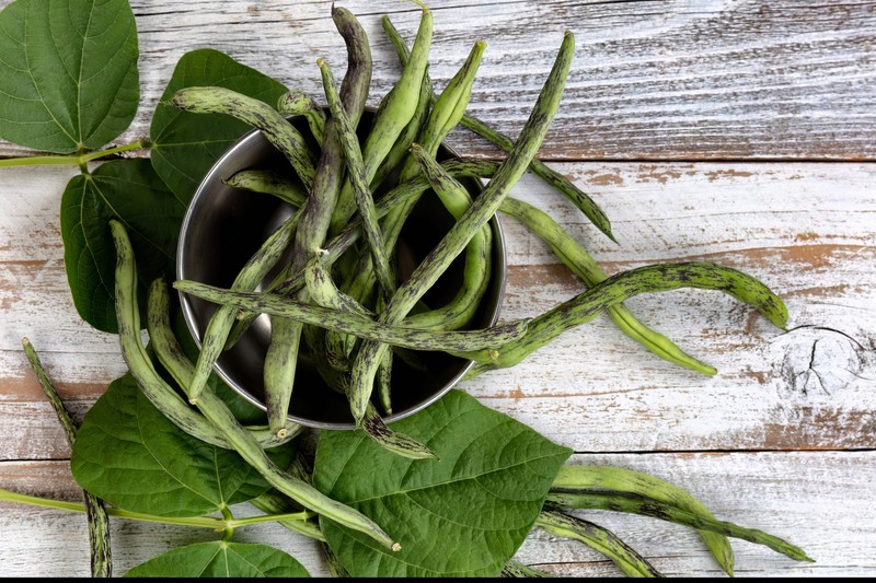 50 RATTLESNAKE POLE BEAN Stringless Purple Phaseolus Vulgaris Vegetable Seeds gallery