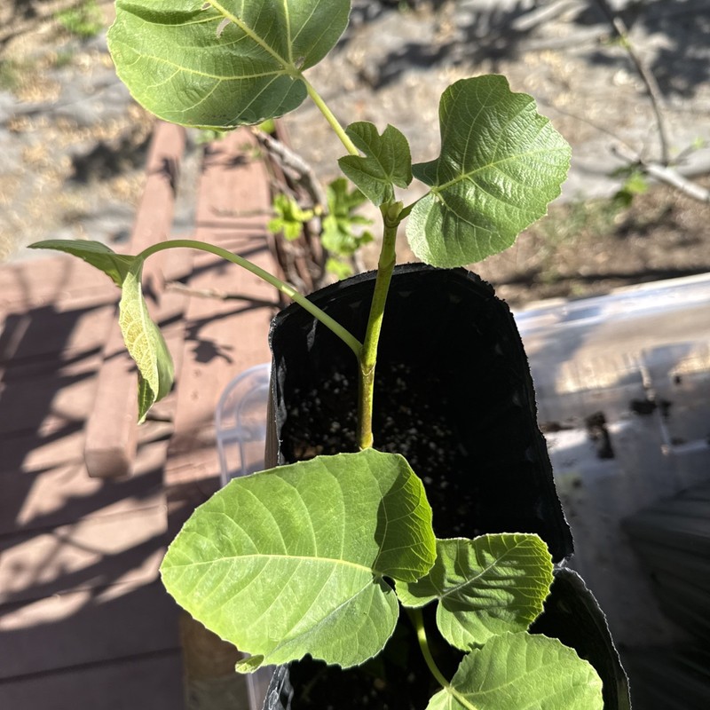 One LSU Tiger Fig Tree YOUNG gallery